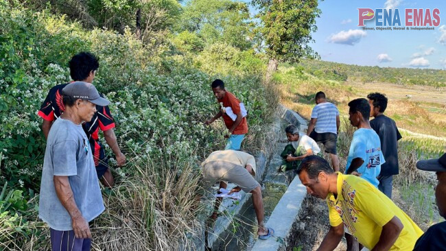 Dari sawah Ndudale Untuk Ketahanan Pangan Negeri 2 IMG 20260708 WA0015